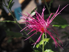 菊