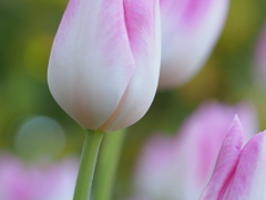 アイスチューリップ