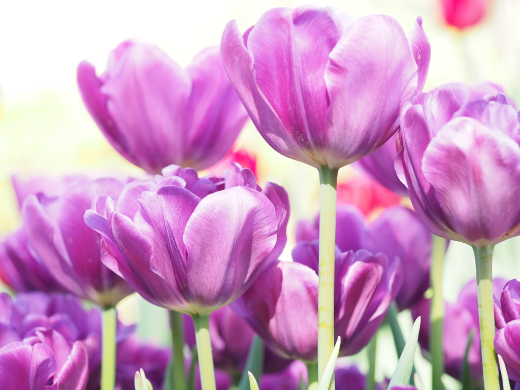 アイスチューリップ