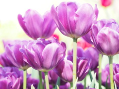 アイスチューリップ