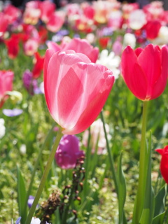 春の花壇