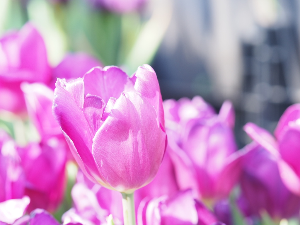 アイスチューリップ