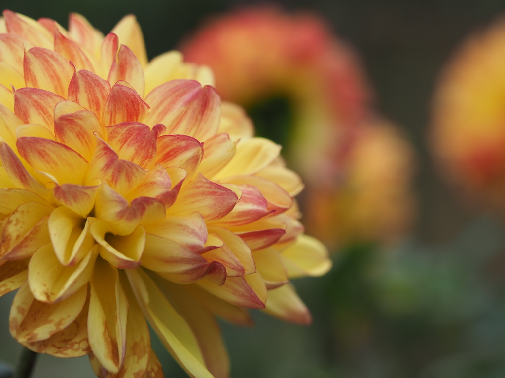 ハニーキャラメル