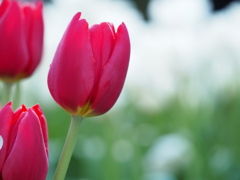 アイスチューリップ