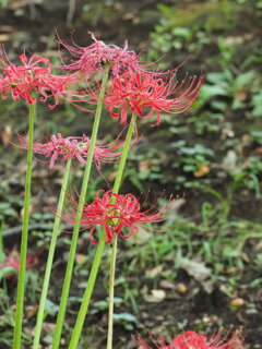 赤の彼岸花