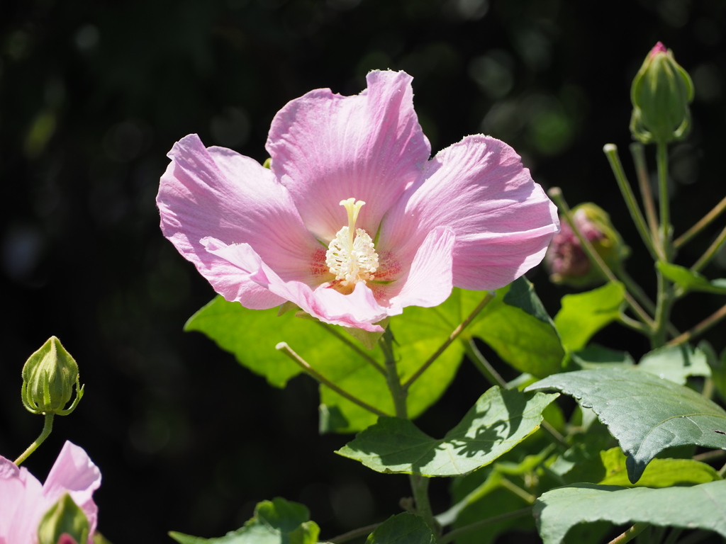 夏の日射しを浴びて