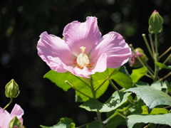 夏の日射しを浴びて