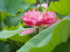 みどりの海に揺蕩う