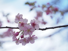 河津桜