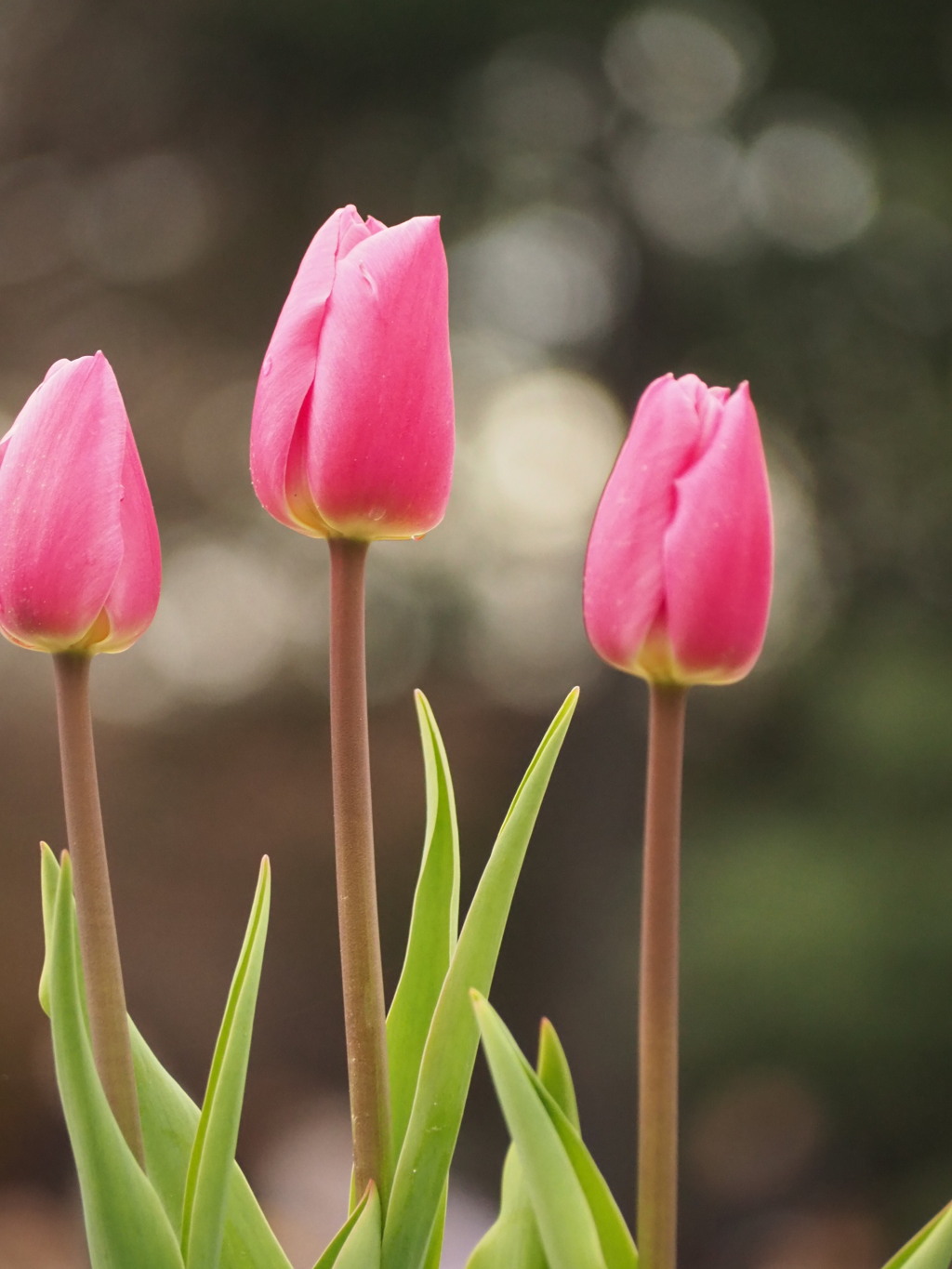 アイスチューリップ