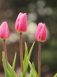 アイスチューリップ