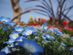 ネモヒィラの庭