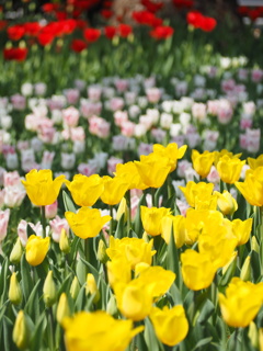 チューリップ