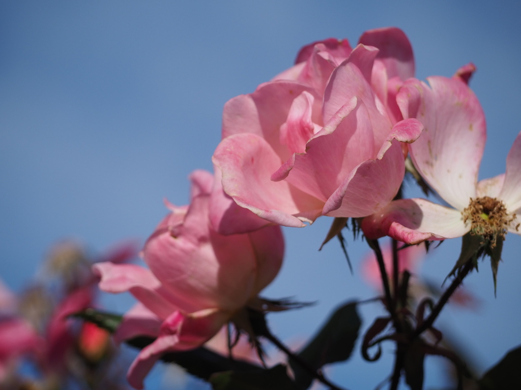 青空と冬バラ