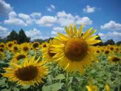ひまわり