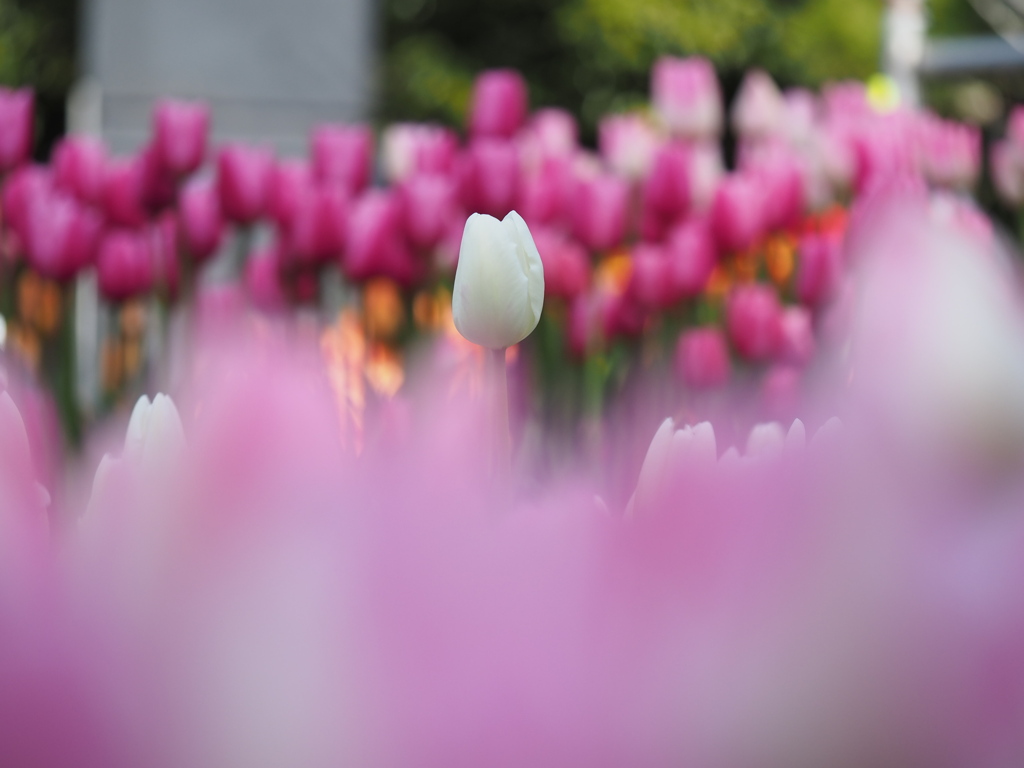 チューリップ畑