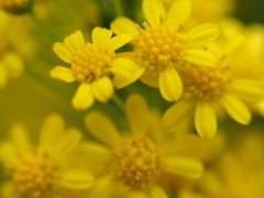 黄色き花たち