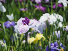 花菖蒲園