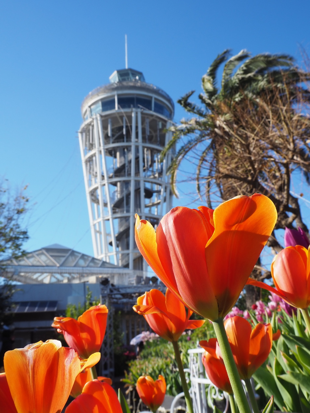 アイスチューリップ