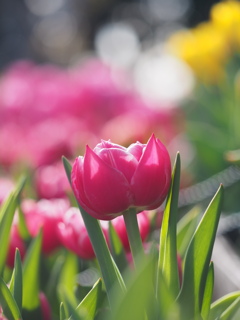 アイスチューリップ