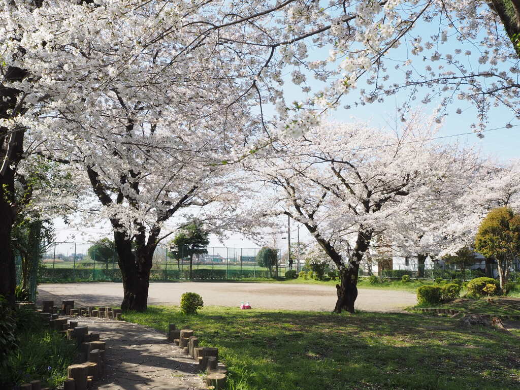 桜咲く公園