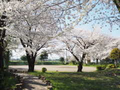 桜咲く公園