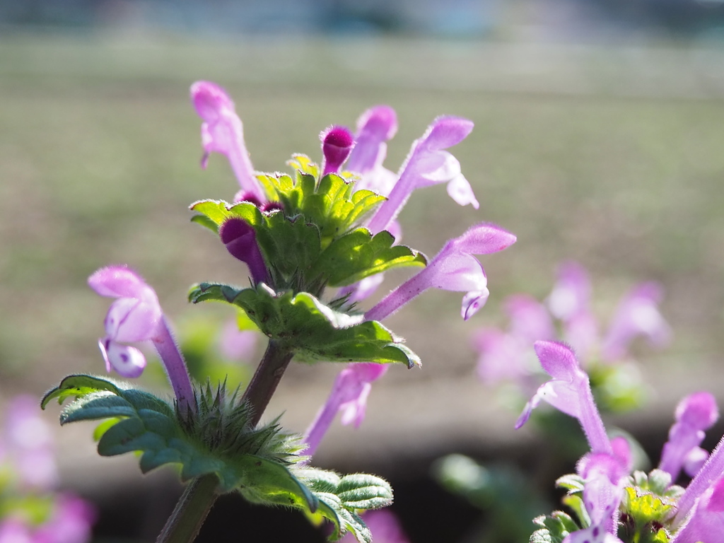 道ばたの春を見つけて