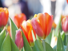 アイスチューリップ