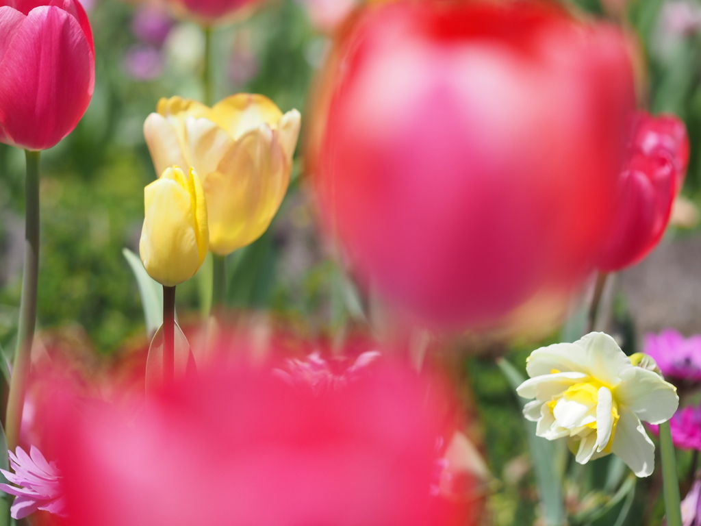 覗いた先のチューリップ