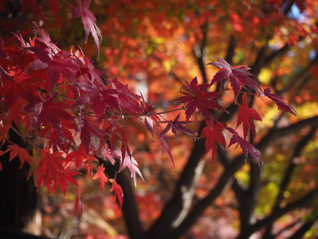 紅葉