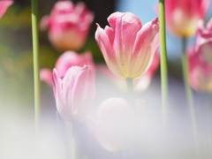 チューリップ