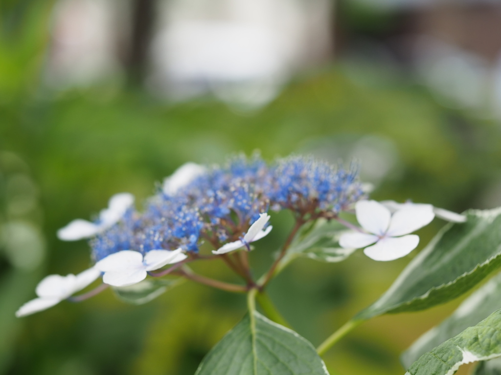 紫陽花