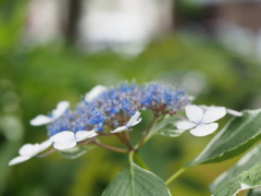紫陽花