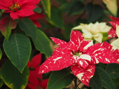 ポインセチア