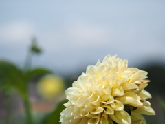 イエローサンシャイン