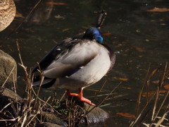 カモも寒そうです