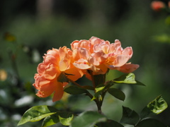 花壇の中