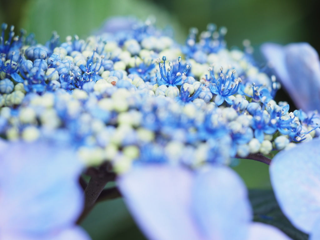 紫陽花