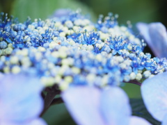 紫陽花