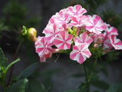 小さなパラソル