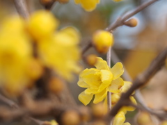 花開く