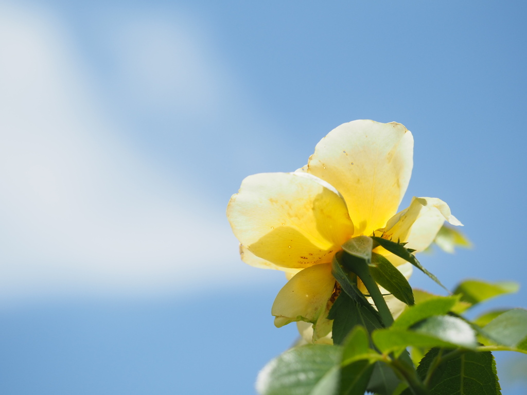 アンドレグランディエ