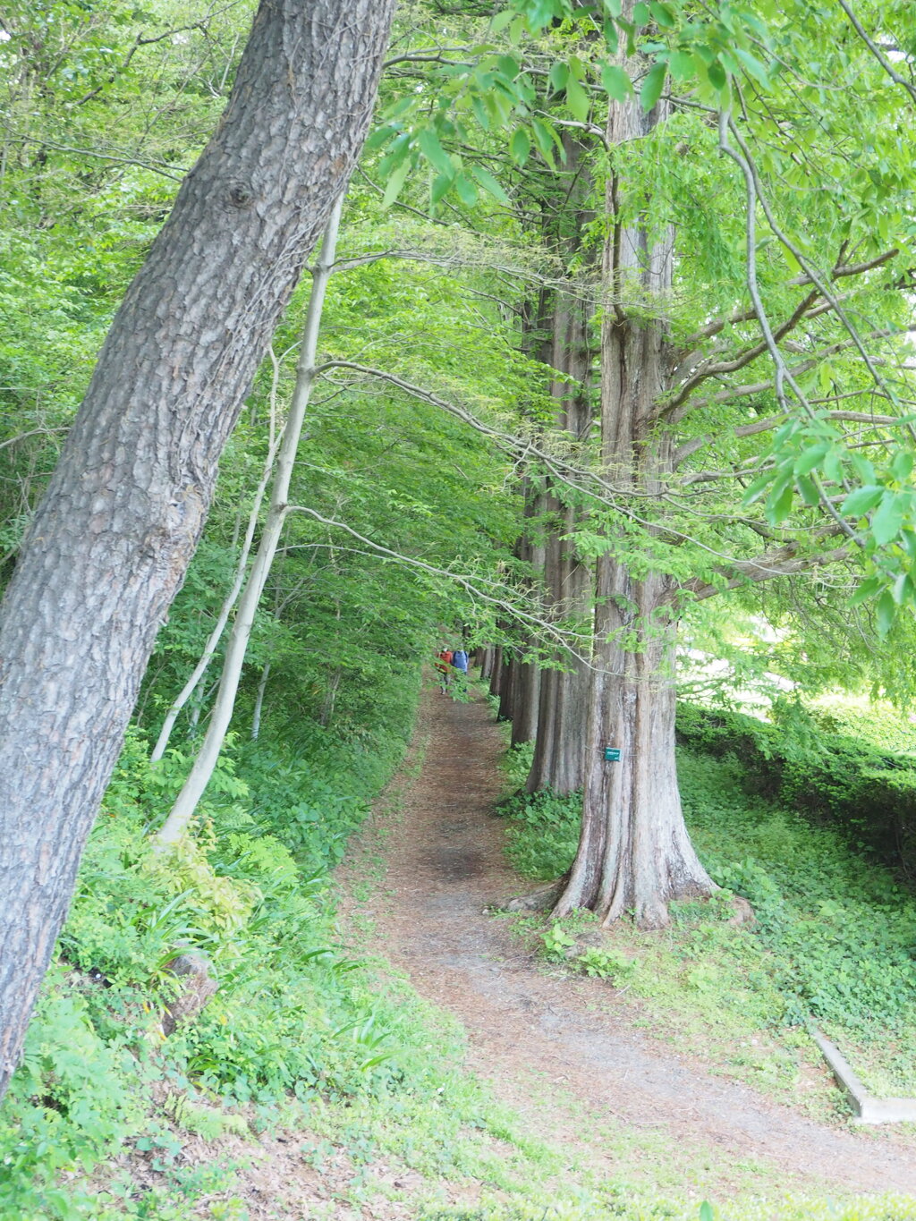 新緑の散策路