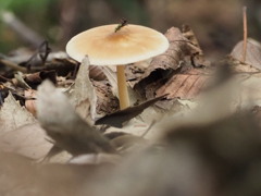 里山の中の小さなテーブル