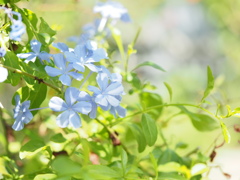 ルリマツリ