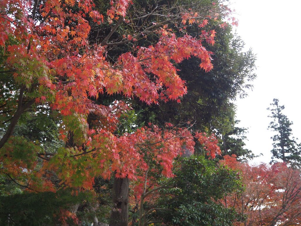 紅葉