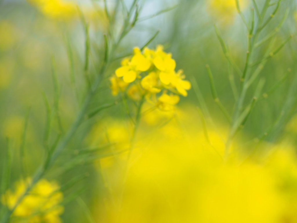 菜の花