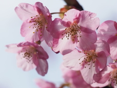 河津桜