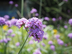 紫花