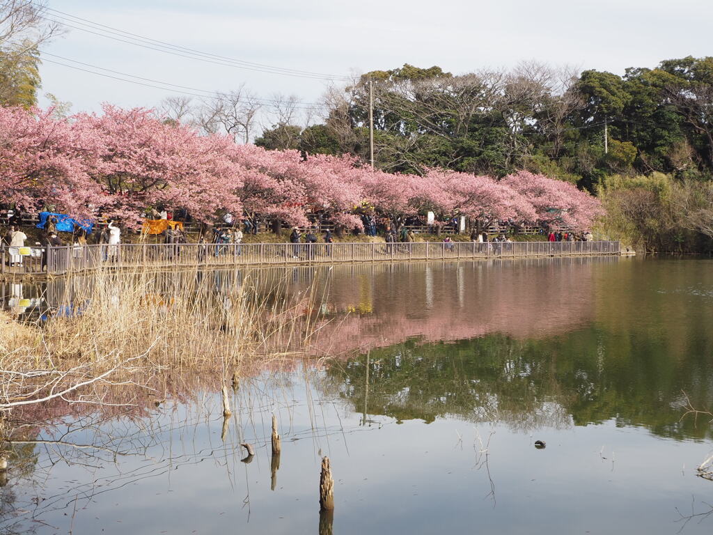 桜並木